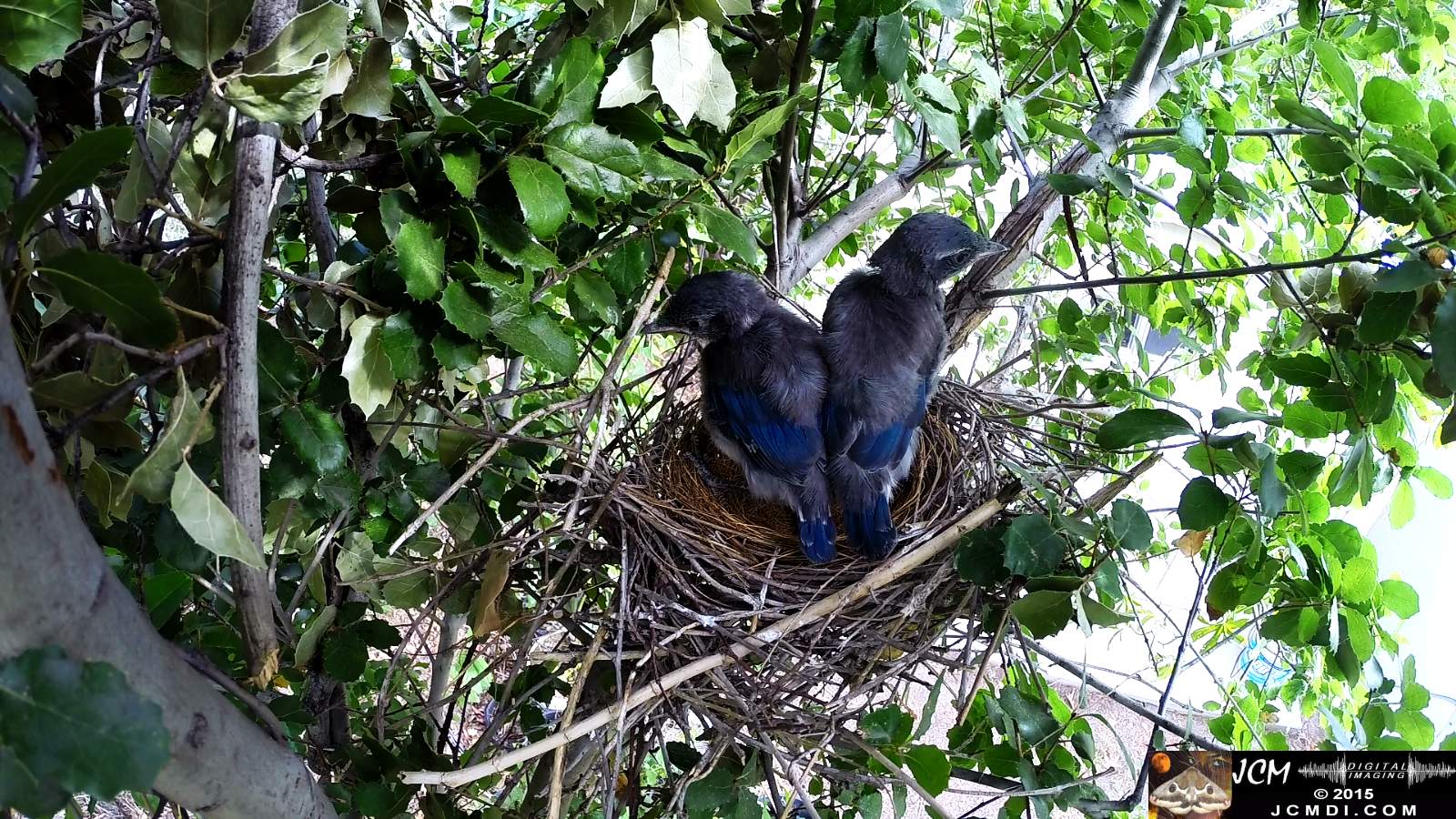 Scrub Jay Documentary chicks hanging out on nest edge back view (sirens)